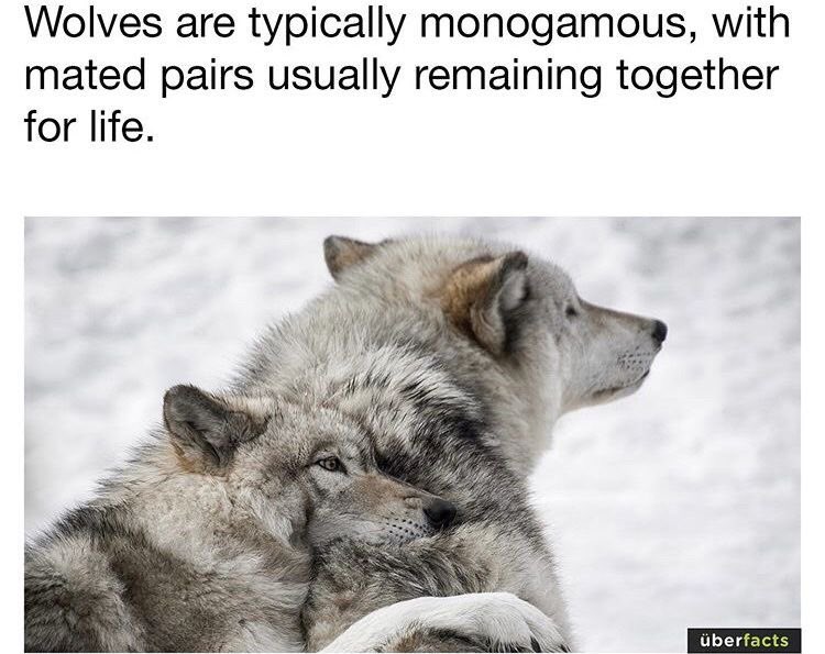 Steph9911LW's tweet photo. Thats’s why I love wolves… and then Valko? But you people canceled him… now is your turn to BRING HIM BACK #JusticeForValko #BringValkoBack #rouga #Aoyin #Valko #ロウガを返して #恋と深空 #ValkoIsLoved #WeLoveValko #ValkoksValuable https://t.co/koBZrLrTFX