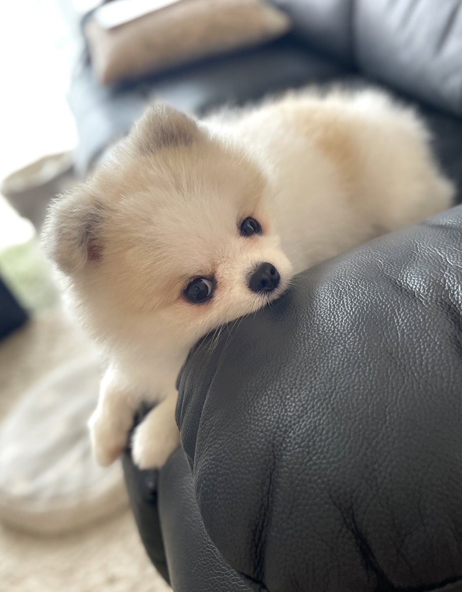 coton_ia's tweet photo. 行ってきますって言った時のふてくされた顔。
＃ポメラニアン https://t.co/U9M0V4BVEQ