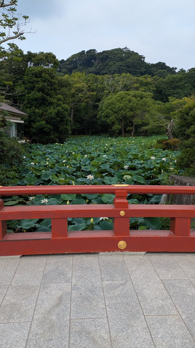 qiro_4q's tweet photo. 鎌倉八幡宮の池、午後より午前のほうが蓮の花咲くんだな。 https://t.co/CTltYYcIYX