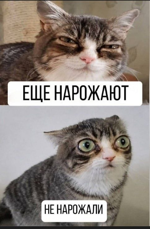 yataktyni's tweet photo. план перемоги https://t.co/SRo2G2hvLV