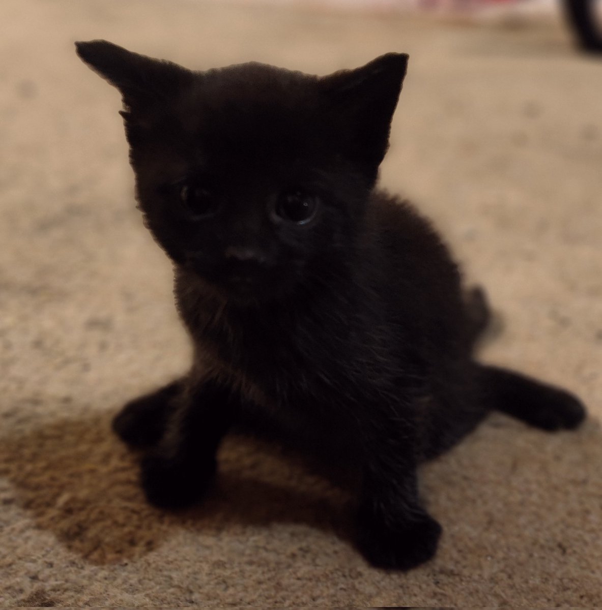 kot_malinek's tweet photo. 💕🐈‍⬛💕🐈‍⬛💕🐈‍⬛💕

Nikt nie pomógł kotkom w dokończeniu zakupów. Tymczasem pojawił się kolejny problem który spycha wszystkie inne na drugi plan. To łapki małej Kaczuszki. Bo o ile sam mogę je masować (co już robię) czy obwiązywać bandażami o tyle prawa jest zdeformowana i potrzebne jest RTG i to jak najszybciej dopóki układ kostny jest na tyle elastyczny że ewentualne problemy można skorygować. Koszt takiego badania razem z sedacją i to "po znajomości dla kolegi" to około £180 czyli 900 złotych. Nie liczę na całe pokrycie kosztów, wiem że to nierealne ale może chociaż część...... 

Z góry dziękuję w imieniu małej Kaczusi 💕 Jeśli ktoś woli BLIKa proszę o DM 

https://t.co/gAUJCABmX5