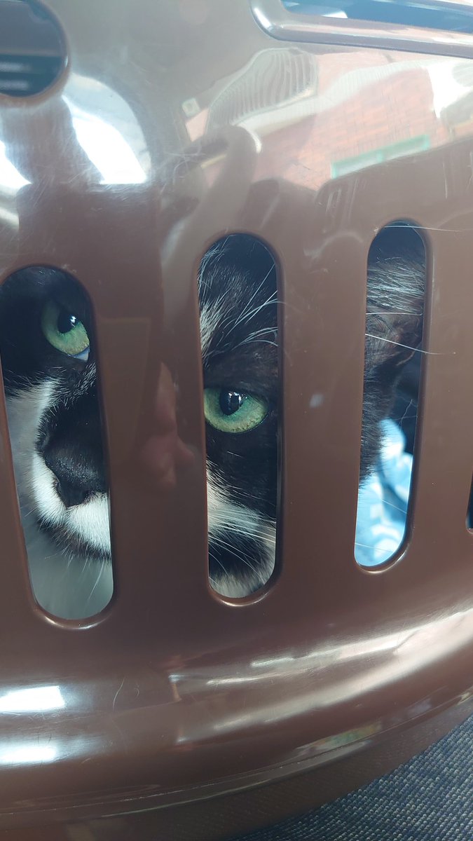 morokoshi_r's tweet photo. 猫定期検診。

雰囲気に気づいて逃げ回る

確保！

言葉もほとんど解らないのに、病院行く雰囲気が解るの凄いわな… https://t.co/BEvZjANG7J