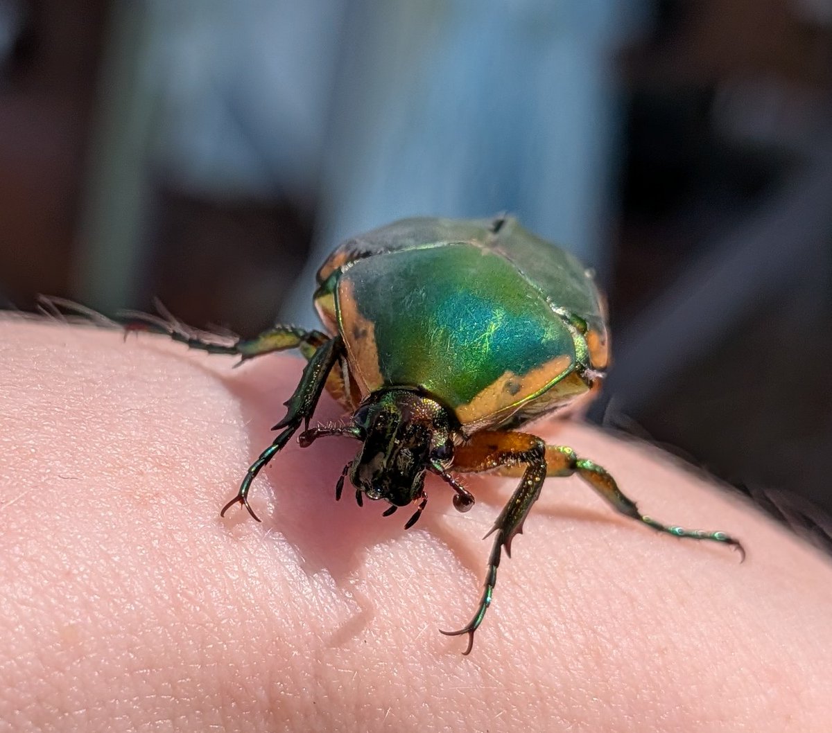 InsectArchive's tweet photo. More bugs!!

#MacroPhotography #bugs #insects #beetle https://t.co/xcaG2QrQup