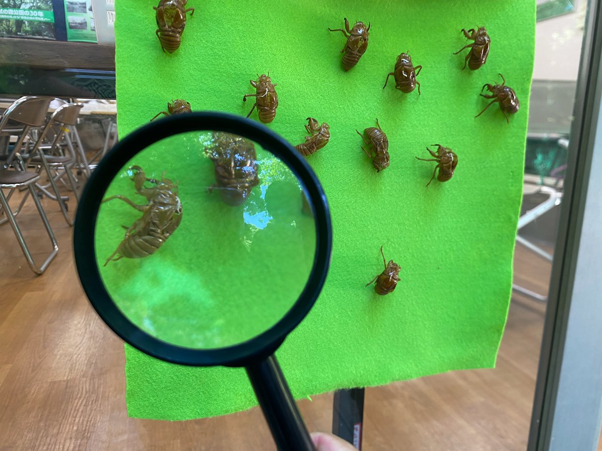 ParksRinsi's tweet photo. 🌲7/18(土)～森のサマースクール開校っ🌲

まずは毎日やってるプログラム🐞
①セミのぬけがらくらべ
②ネイチャービンゴ
③クリーンパトロール
④なぞなぞミュージアム

涼しいサービスセンターが、出入り自由の楽しい教室に🪵写真の広場側から入って来てね！

#森のサマースクール #目黒区 #品川区 https://t.co/DK5GmeIuud