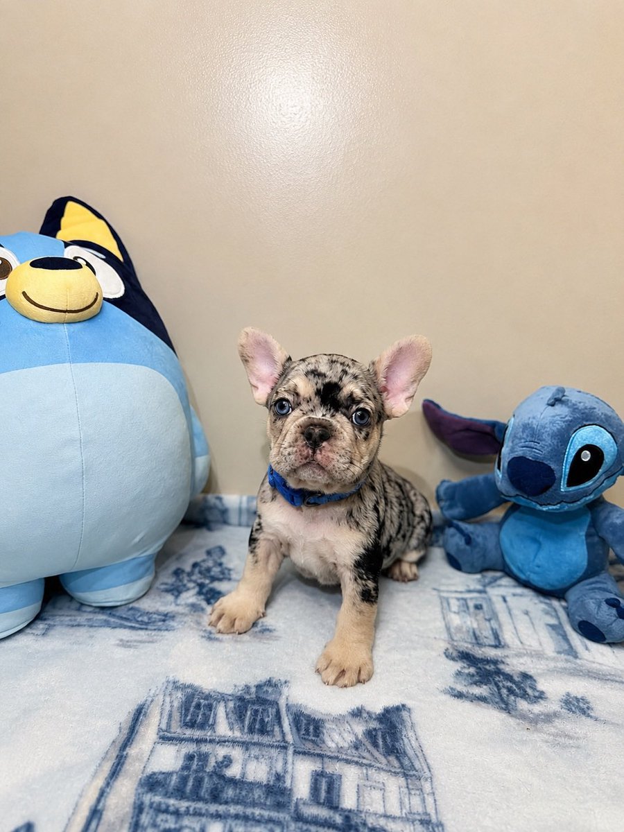 ForeignB18's tweet photo. Frenchies available near Chicago! Dm #frenchies #chicago #puppy #chicagofrenchies https://t.co/Z198dHyleY