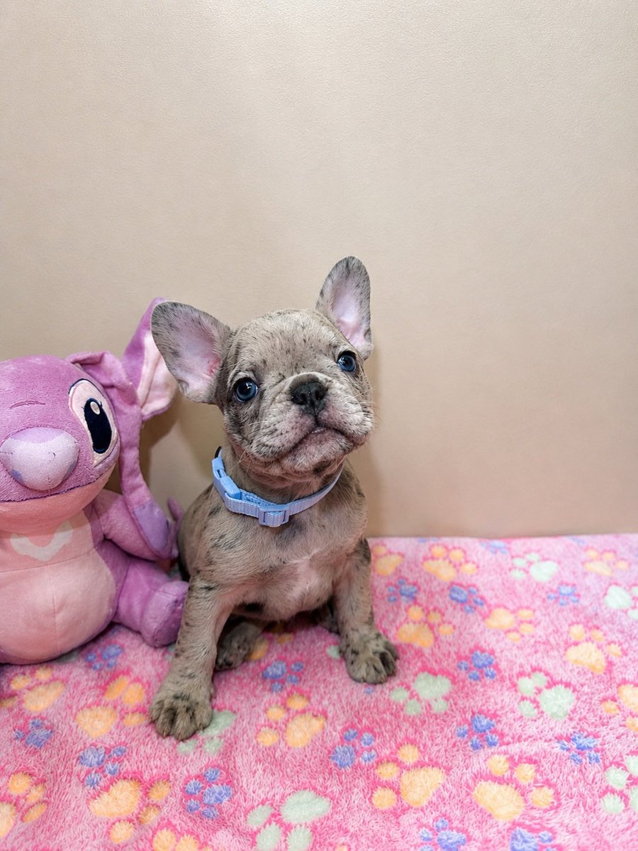 ForeignB18's tweet photo. Frenchies available near Chicago! Dm #frenchies #chicago #puppy #chicagofrenchies https://t.co/Z198dHyleY
