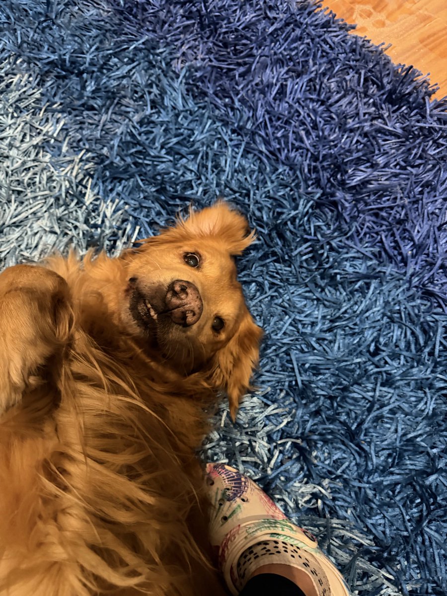 sanwesh2's tweet photo. Dante: el perrito que llegó a mi vida gracias a una promesa que mi mamá cumplió, porque desde siempre soñé con tener un Golden Retriever.

Mi monito, mi hijo, mi complemento, mi guardaespaldas, mi paz y mi bebé. https://t.co/Id0JUPUk1U