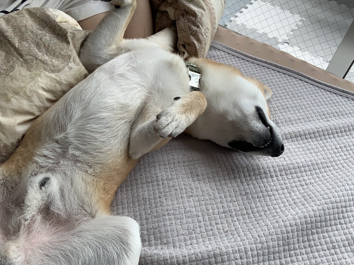 豆柴豆吉🐾1歳 (@mamekichi0620) / Posts / X
