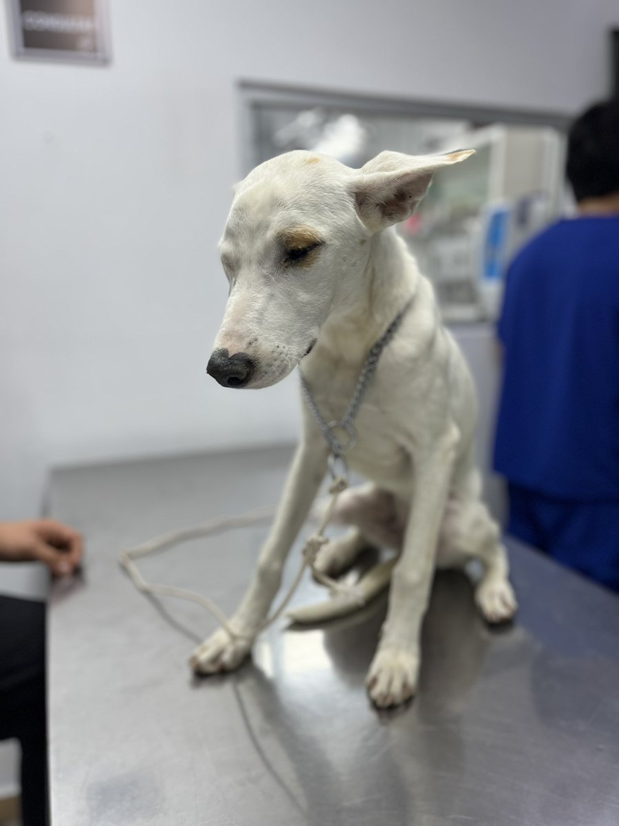 𝙷𝚎𝚕𝚊 𝙼𝚘𝚛𝚎 🐶 tweet media