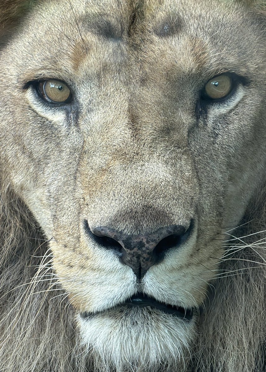 ChibaZoo's tweet photo. 今日のアレン（飼2）#千葉市動物公園 #ライオン https://t.co/XXyf8Dcyv7