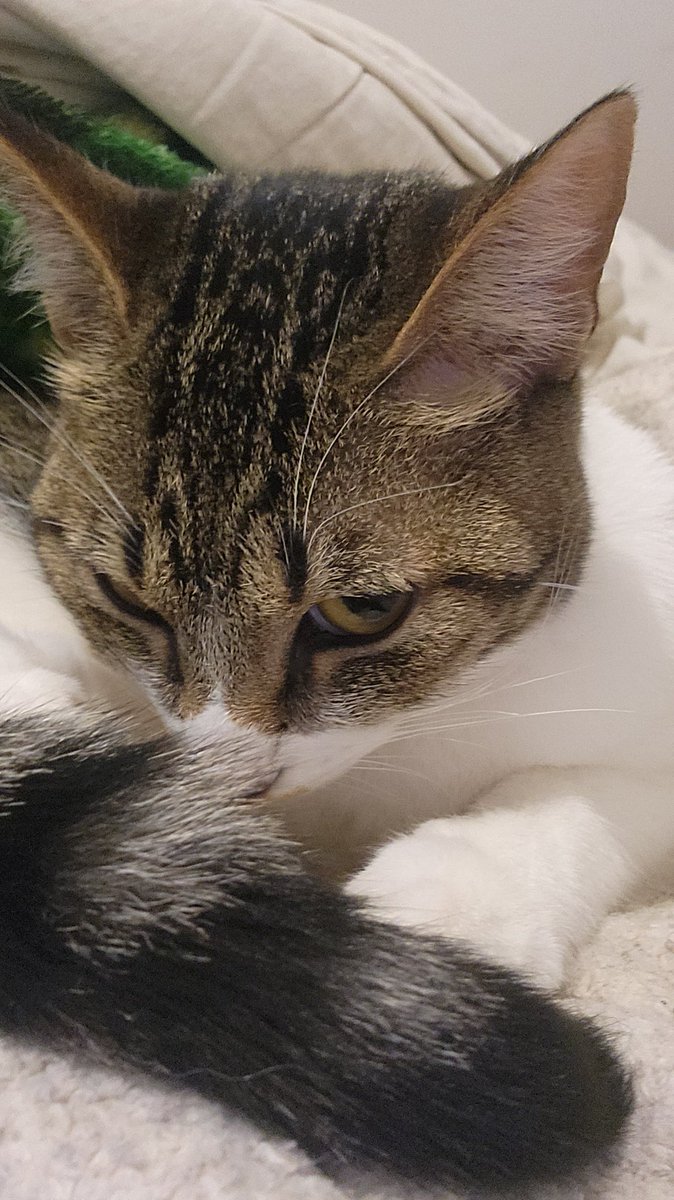 swftlewis's tweet photo. plotting something evil https://t.co/Qx0WQNbuXZ