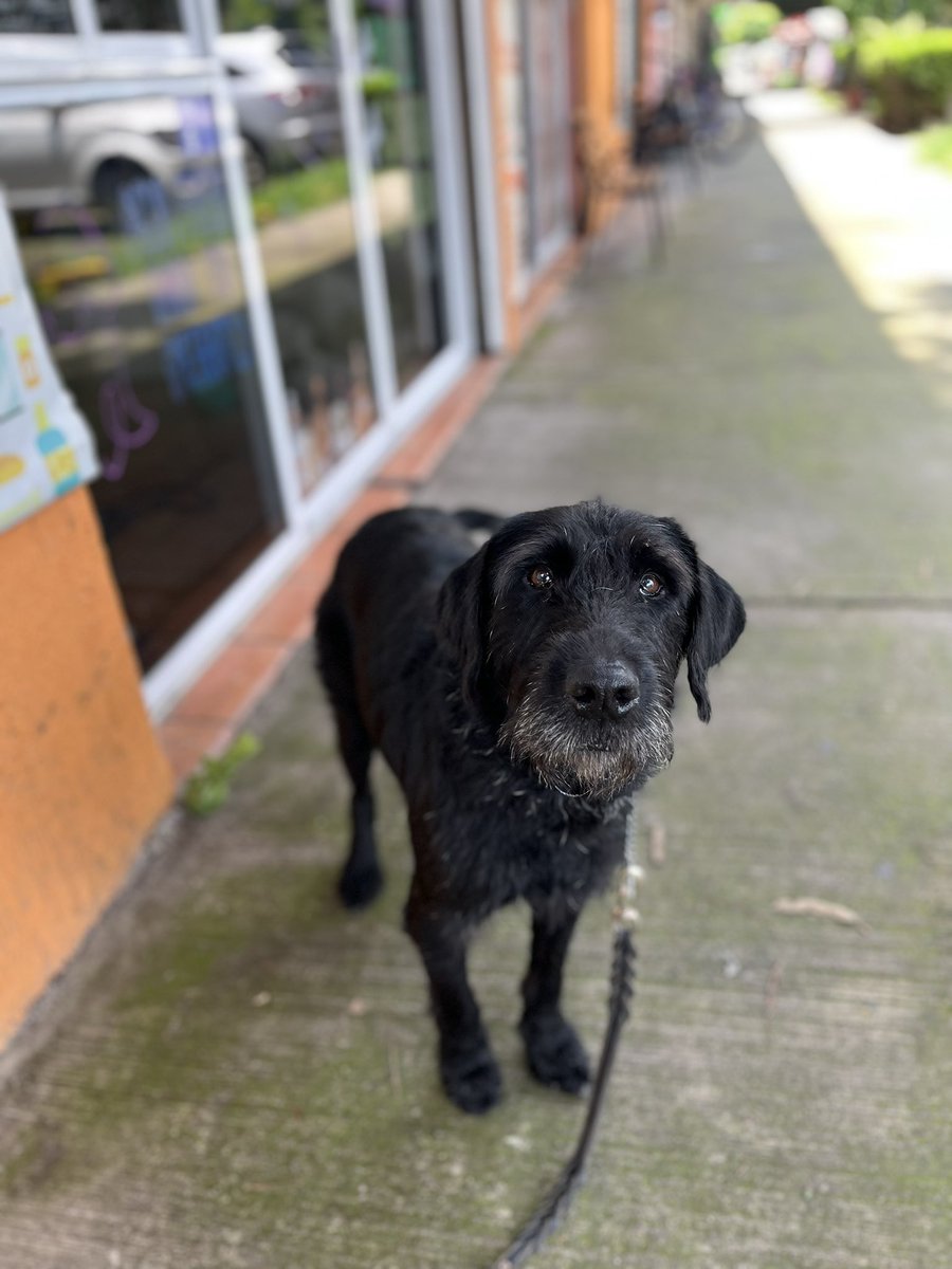 HELA_MORE's tweet photo. Mañana se opera Morita.
Les habíamos contado que tiene varios tumores en sus glándulas mamarias y es necesario hacerlo.

Manden buenos deseos para que todo salga bien por favor.🖤 https://t.co/GPvOPkbHXB