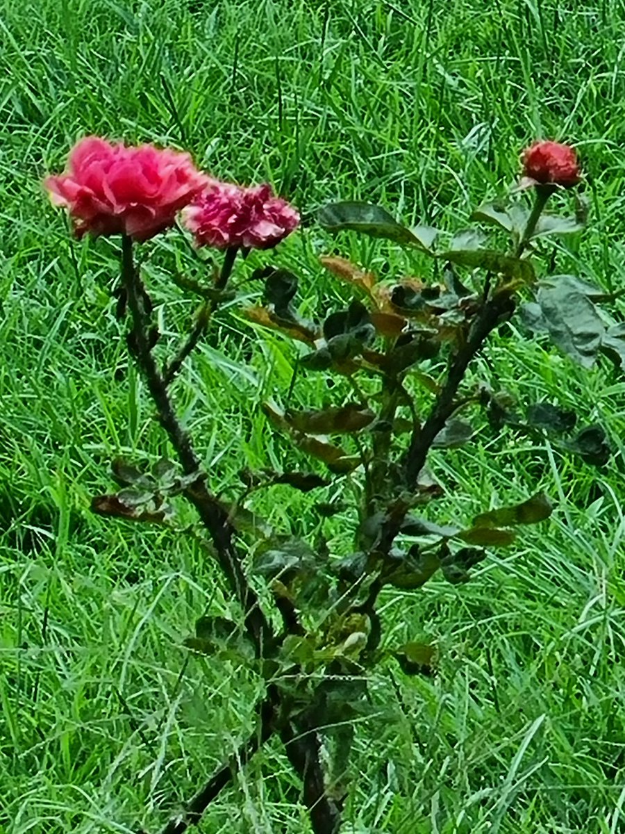 Skmurari's tweet photo. Life is beautiful....
Nature is the most beautiful blessing of God to us. Be happy for this blessing and try to protect our nature.
#GoodMorning #Rose #Greenery https://t.co/dhdCV11LUI