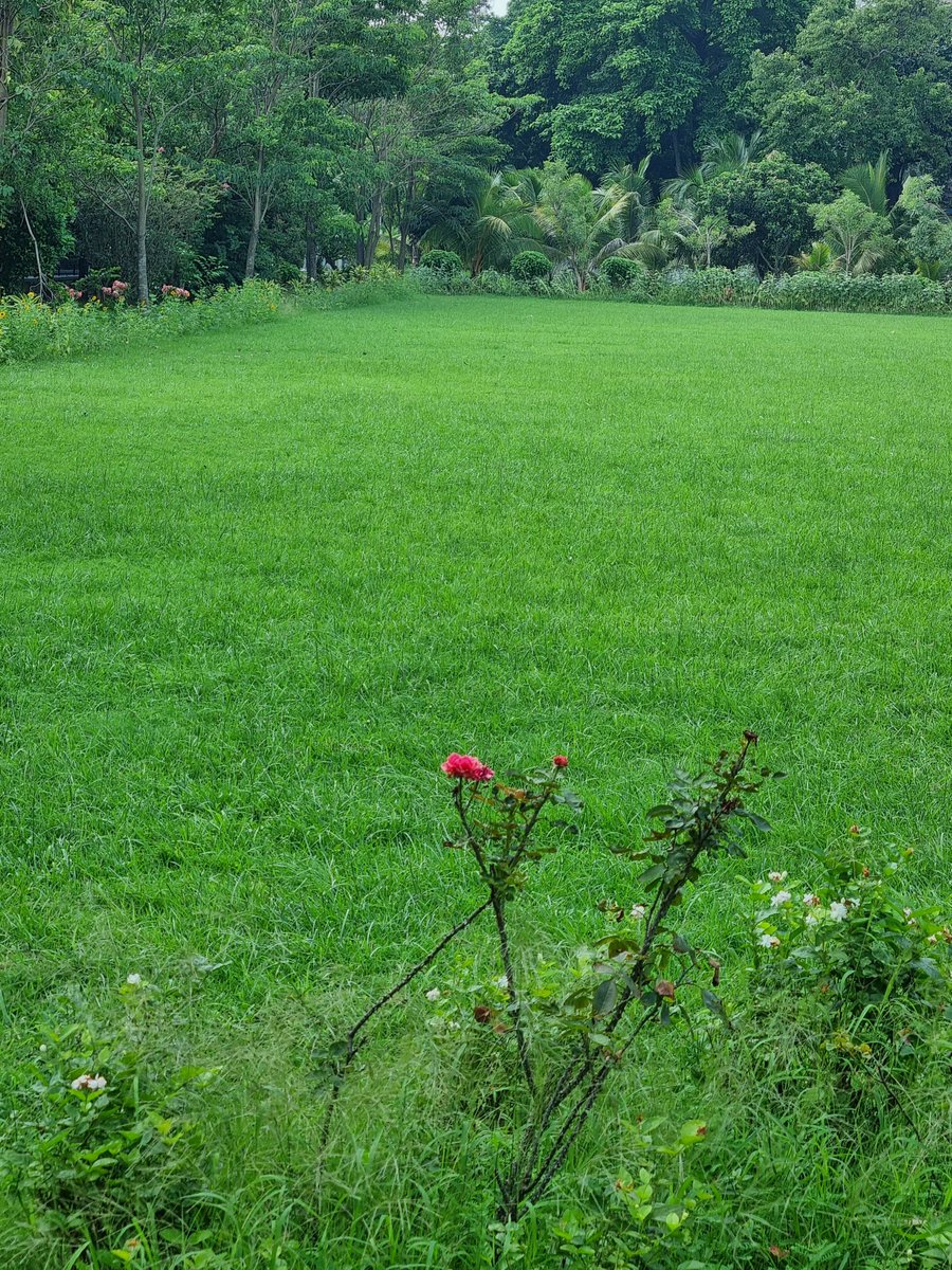 Skmurari's tweet photo. Life is beautiful....
Nature is the most beautiful blessing of God to us. Be happy for this blessing and try to protect our nature.
#GoodMorning #Rose #Greenery https://t.co/dhdCV11LUI