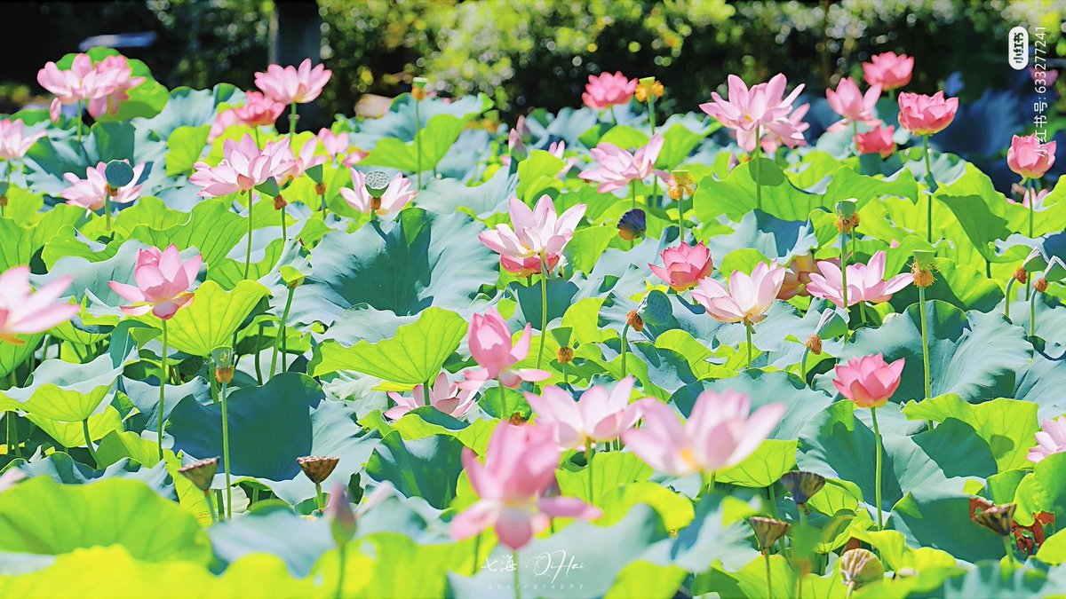 QingNian42727's tweet photo. 荷花和旗袍美人是绝配!#LotusFlower #LotusPond #SummerLotus #ChineseSummer #LotusSeason https://t.co/7CRZEM3QxZ
