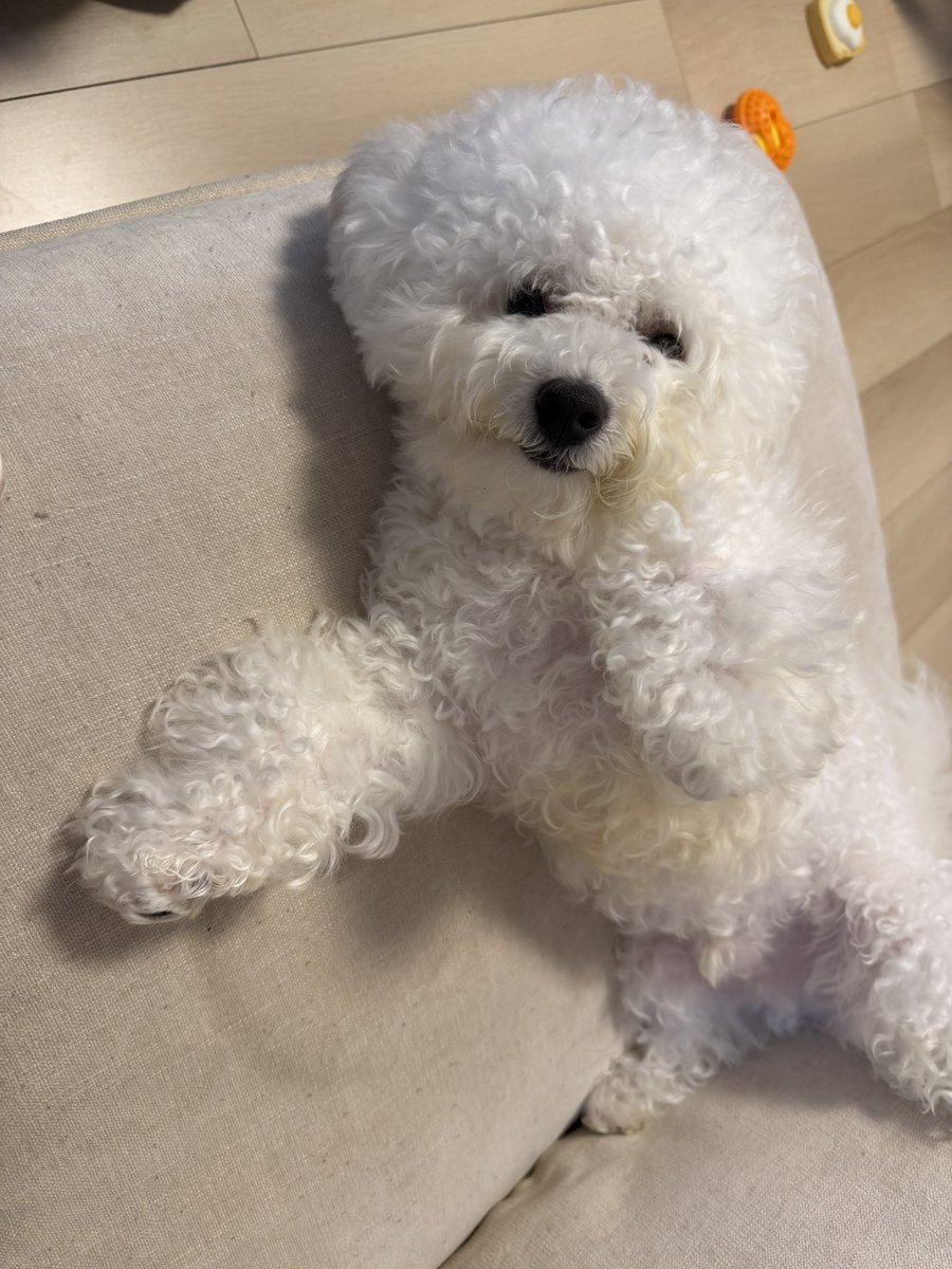 bibi_bichon0726's tweet photo. もっと触って〜 https://t.co/XIBmVN7kVL