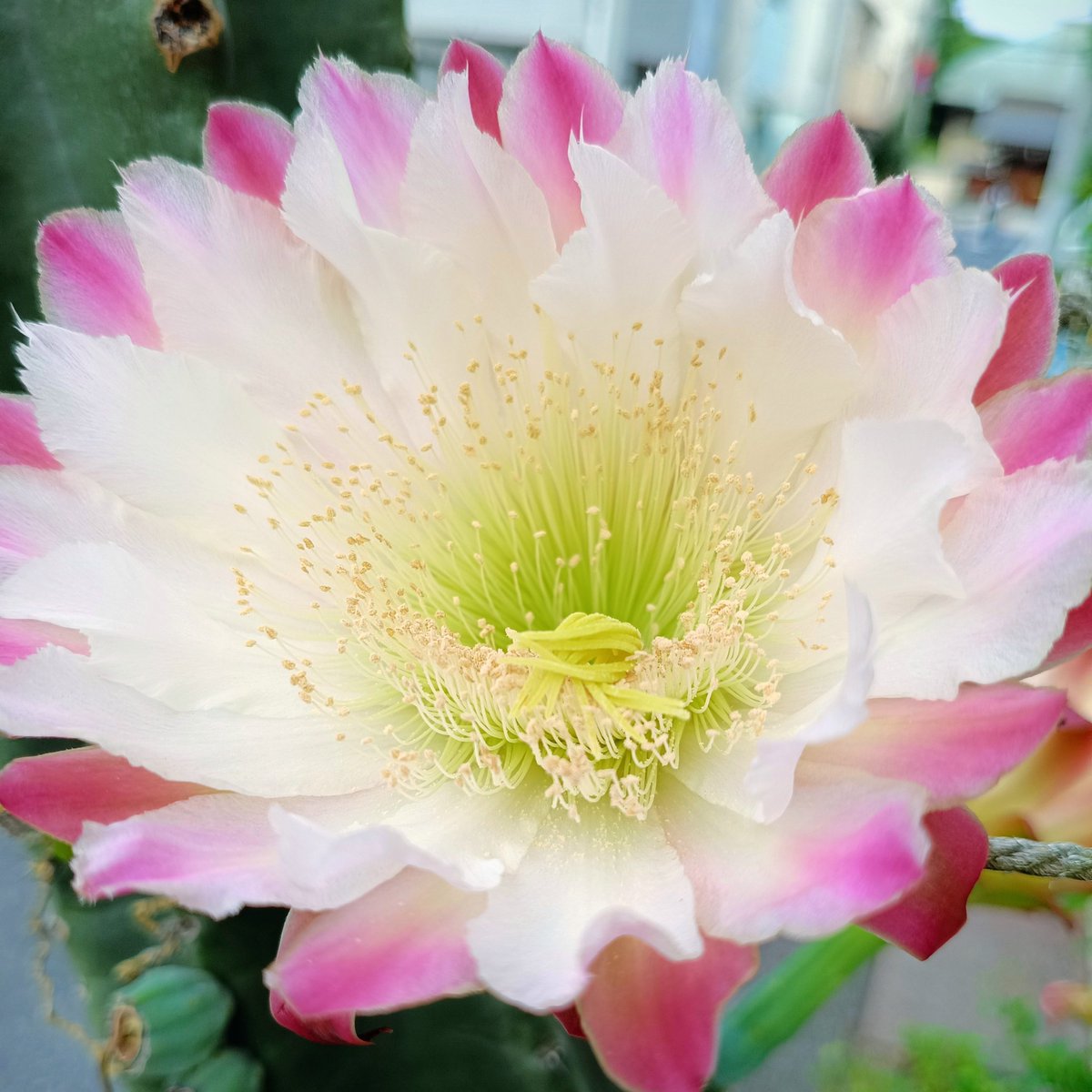 multi_co's tweet photo. サボテンの花って綺麗だよね〜 https://t.co/iX5vihYOu8