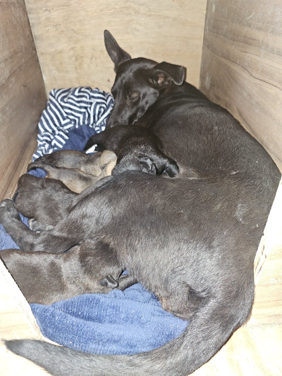 sol_palacios_m's tweet photo. Ayuda urgente para cachorrita que parió en la toma😔no tiene dueños😭la entraron a un patio, pero ya se murió uno de frio💔y aparte que los aplasta😢 necesita una casa más grande y lo más importante comida por favor🥺
Solange Palacios
Banco estado
Cuenta rut
17.376.209-7 https://t.co/eV3SDHKaOE
