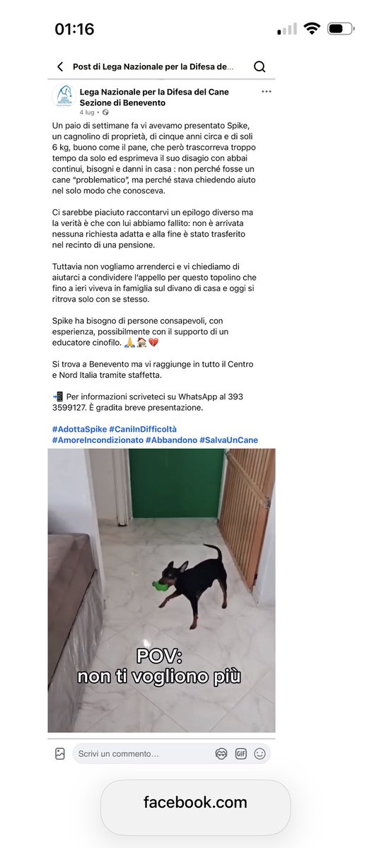 Elisabetta Poletti tweet media