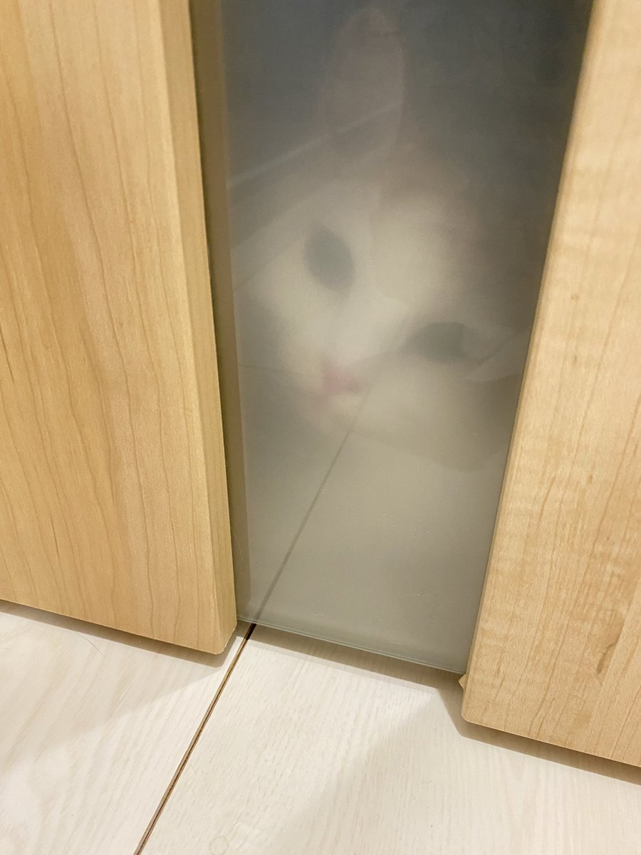 mamiy_a's tweet photo. のぞいてる👀
きゃわいい😻😻😻 https://t.co/WFijk4tXpU