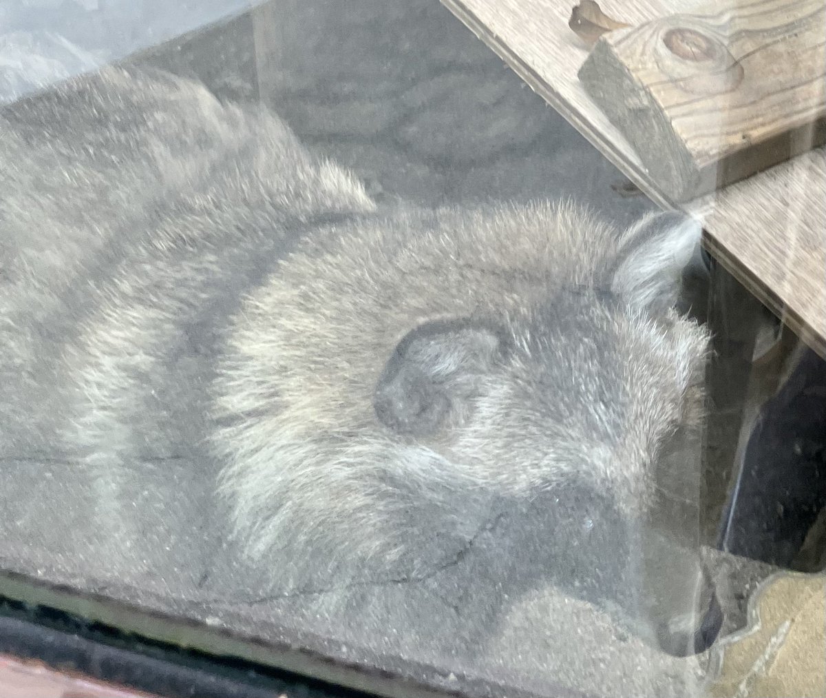 tamaki_ikimonol's tweet photo. 7/17（金）　#YESfm  maidostation
10:40〜天王寺動物園コーナーは
《ホンドタヌキ》🦝

担当飼育員は小川さん😊
 
実はタヌキは○○科の動物！
「タヌキ寝入り」は本当にする!?😳
 
気が強い子や仲良し親子のお話も♪
 
知られざるタヌキの魅力をお届けします✨
#天王寺動物園 #たまきの生き物ランド https://t.co/B4jt3s988O