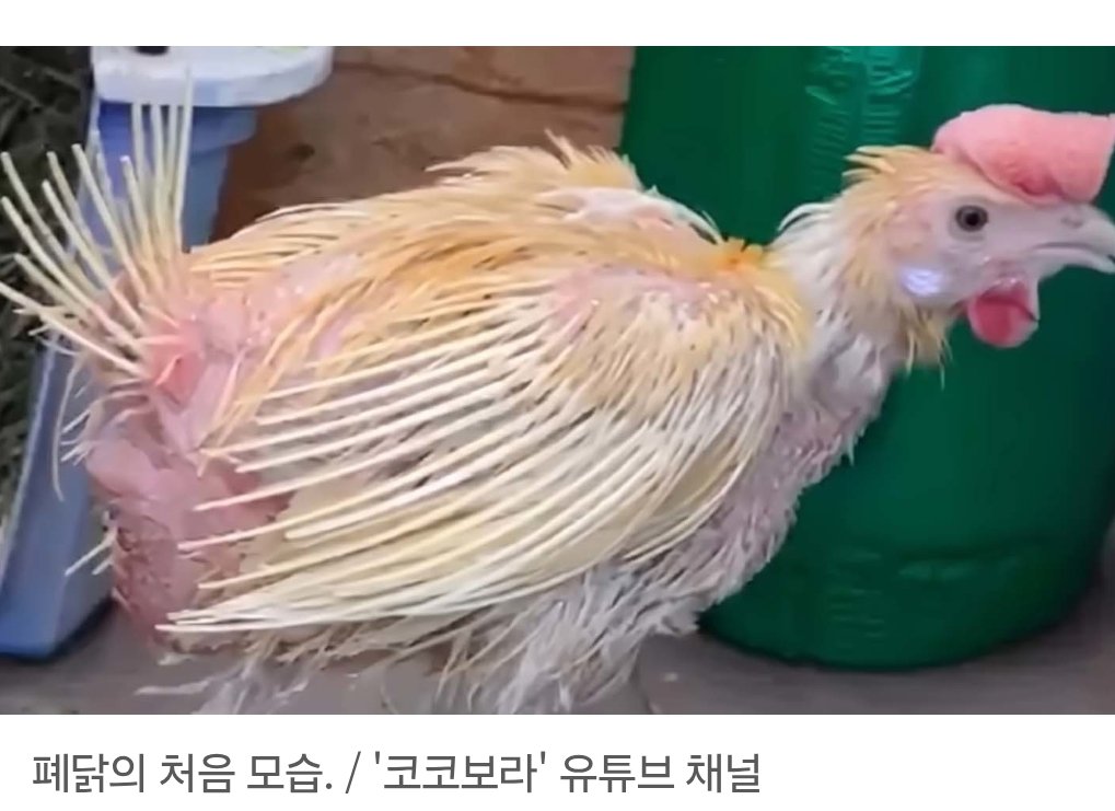 unkind_kumja's tweet photo. 배터리 케이지를 알고는 있었지만, 2년동안 알만 낳다 폐사되는 '폐닭'의 모습은 😢 비건은 아니더라도 1번이나(자연방사란) 2번 달걀을(평사사육) 사먹을 수는 있다. (1등급 란 말고 계란 자체 써있는 마지막 난각 번호) https://t.co/3m78kYkVxZ
