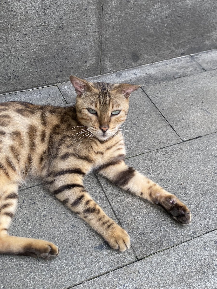 byrob10x's tweet photo. kucing ganteng https://t.co/6ix7OXM0Up