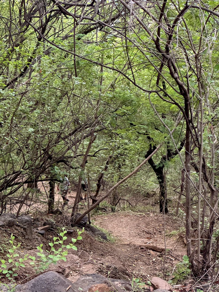 amarbarwe's tweet photo. Rain has shown it’s effect on the surroundings. Lush green everywhere. #Pune #hikeup #VetalTekdi https://t.co/nnFlsfY89u
