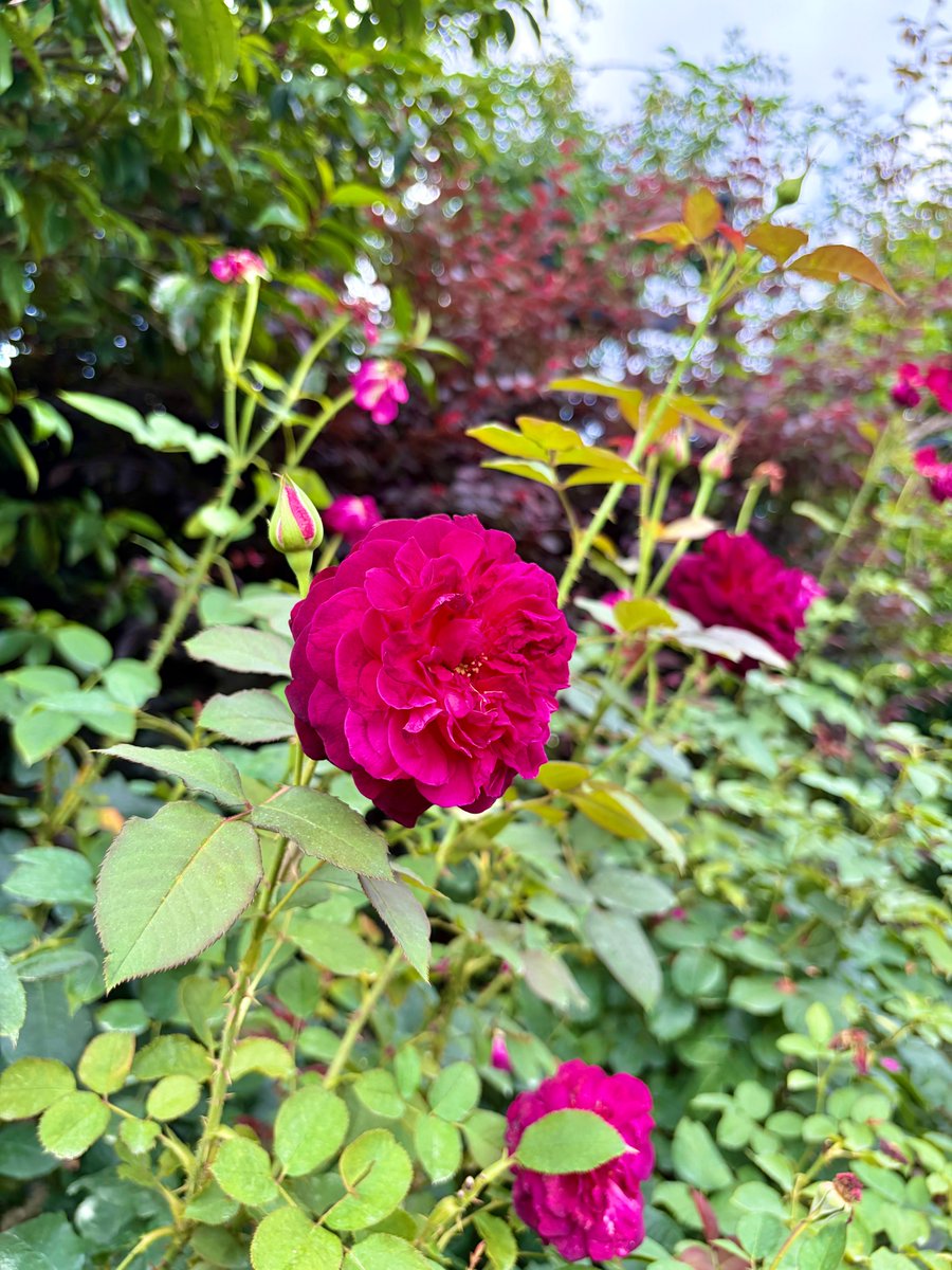 yokohama_eg's tweet photo. 園内では現在、二番花のバラが開花中です🌹
昔懐かしいガラス風鈴の音色で涼を感じながら、夏のガーデン散策をお楽しみください🎐

（１枚目：‘ジョルジュ・ダンジャン’、２枚目‘アレゴリー’、３枚目‘ムンステッド・ウッド’） https://t.co/xi7L9HQXVU
