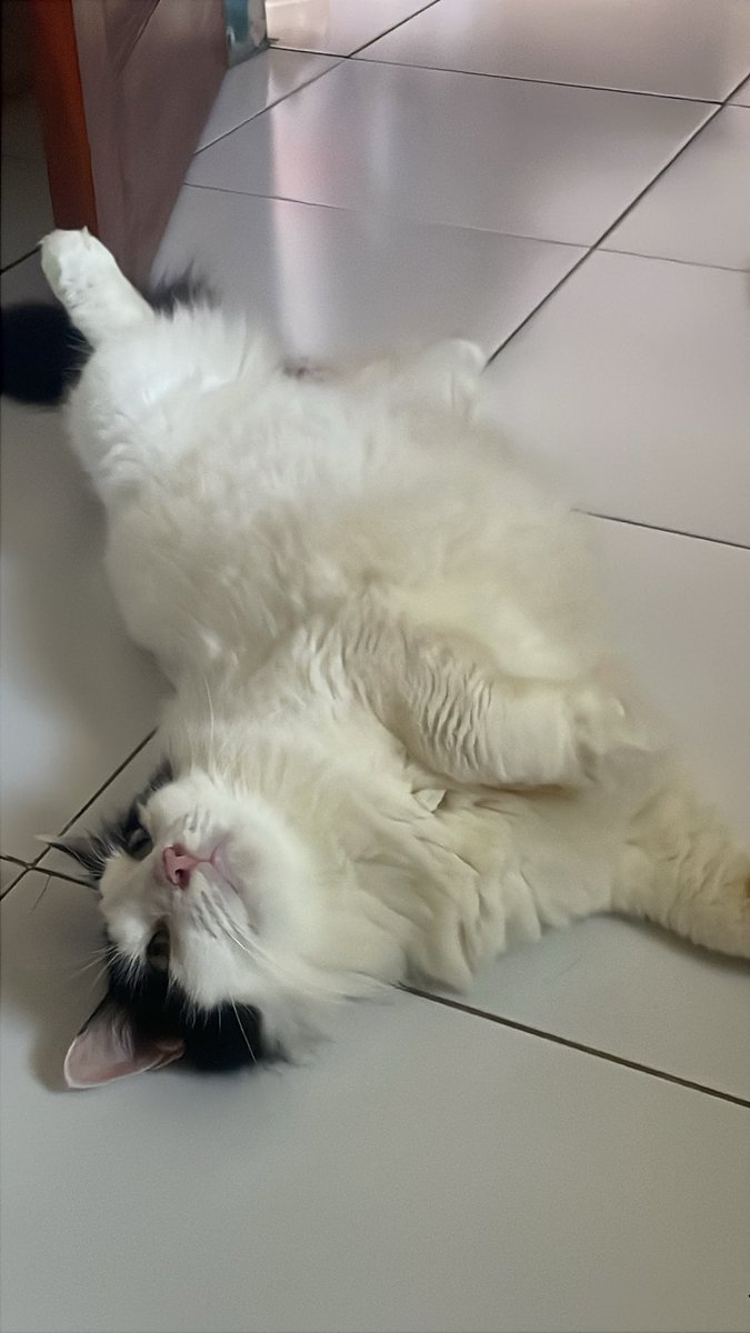 Stateofm1nd__'s tweet photo. Guys yg di sby ada yang ke indo pet x di TP gakk https://t.co/WLxeqPZNA6