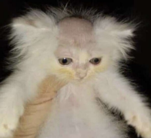 SeaMoon_exe's tweet photo. HE'S BALD https://t.co/0CBDpLD6FU