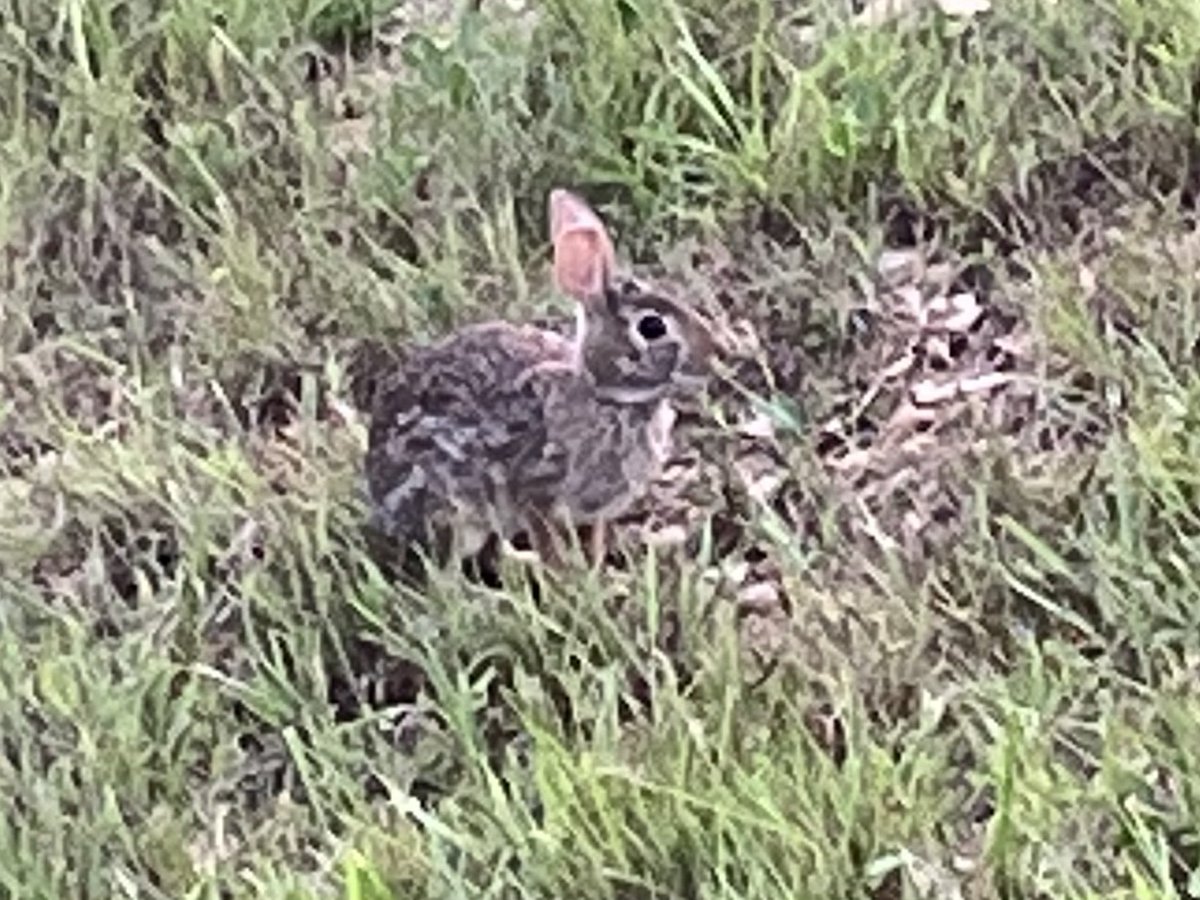 DonWeast's tweet photo. Midway thru #5KaDay. Glad I have a park nearby to walk thru for some green time and occasionally catch a glimpse of a critter. https://t.co/j6WX8aj40l