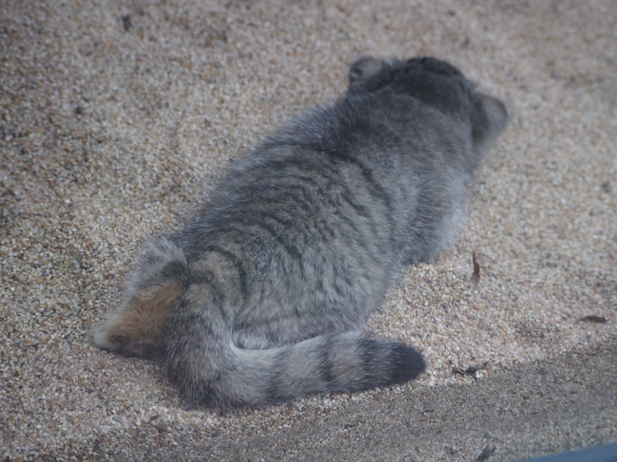 KissPRESS's tweet photo. 神戸どうぶつ王国で明日から公開されるマヌルネコの赤ちゃん🐱さきほど、一足早くメディアに公開されました✨
5匹ともじゃれ合って走り回ってとっても元気、個人的には後ろ姿（4枚目）もたまりません！
後ほど詳しくお伝えします！
https://t.co/bhrtBJfh4z https://t.co/mHGwrqzTbd
