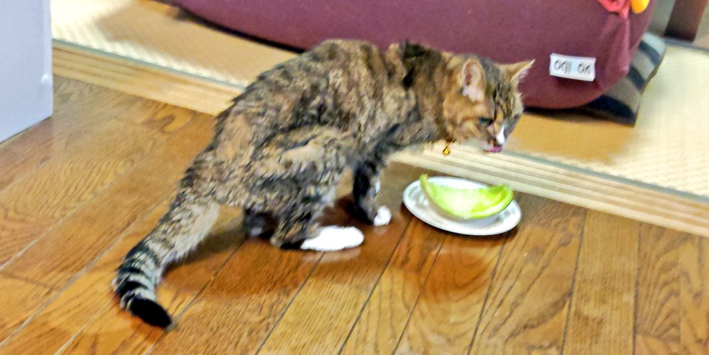 mai3star's tweet photo. カメラ苦手なウチの #まねきねこ 
🐈‍⬛ ͗ #りん ちゃんは🍈🍉🍓が好きなの！
マタタビ苦手（笑）自認が猫と思って
生きてない可能性ある🐱w 𐤔w 𐤔

熱中症ぎみからの便秘など…
もう20年(人間だと100歳)生きてるから
最近は親戚の横浜市内の
獣医さんに点滴してもらってる😊✌️

🍈2つ分も "汁" 完飲✨ https://t.co/sJYINzVeni