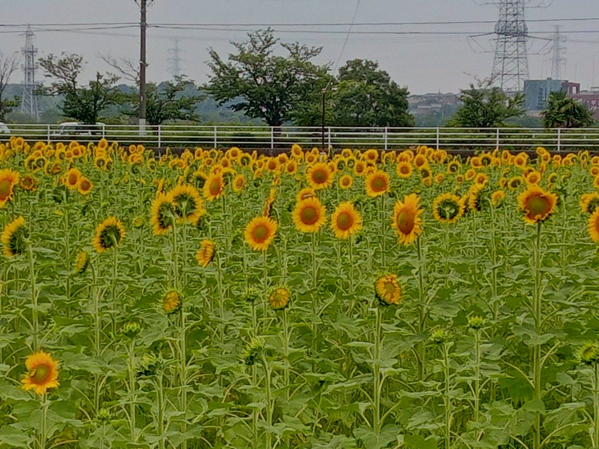 tetsuchan13's tweet photo. ひまわりが咲いてたよ https://t.co/AXgPskyUmf