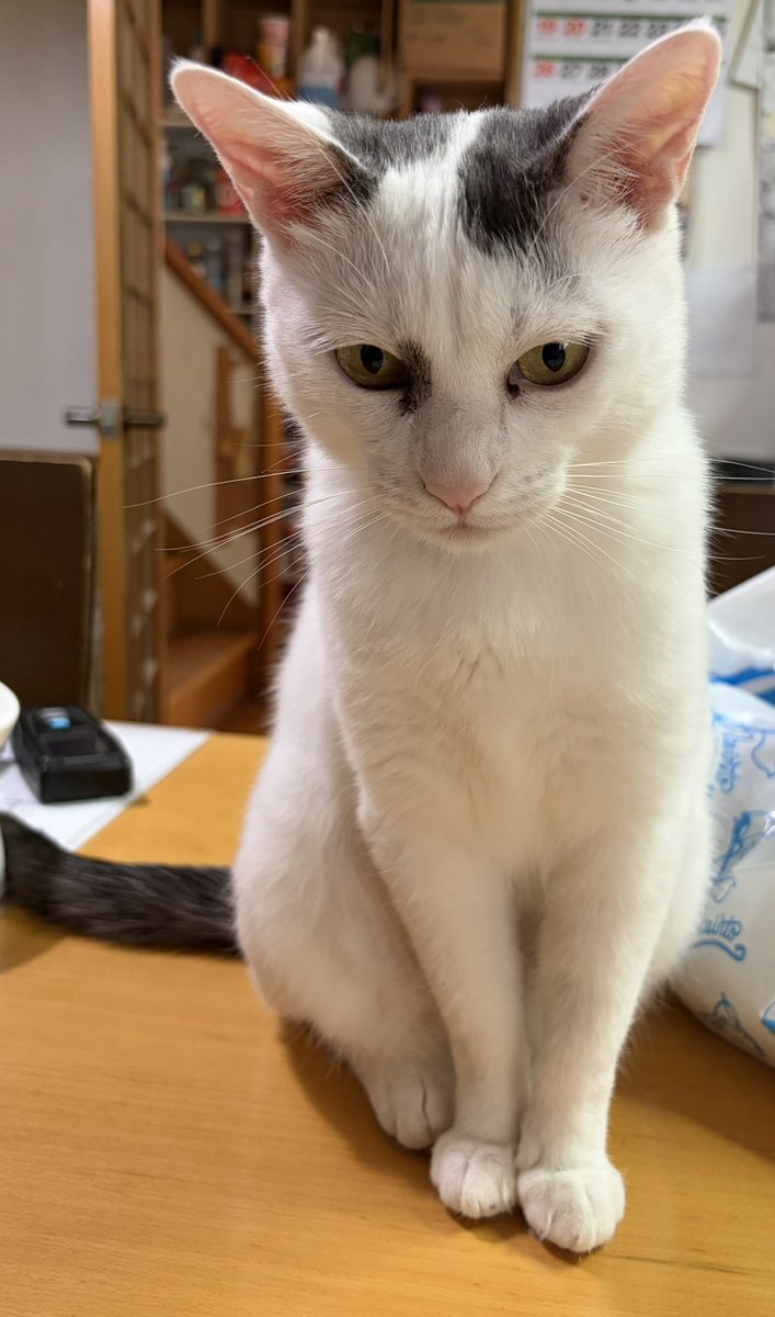 singnyako's tweet photo. 家で空中に向かって独り言言ってたら机に登ってきて目の前に座って聞き役してくれたw
内容わからない筈なのにありがとう🐈 https://t.co/REybwjOnyG