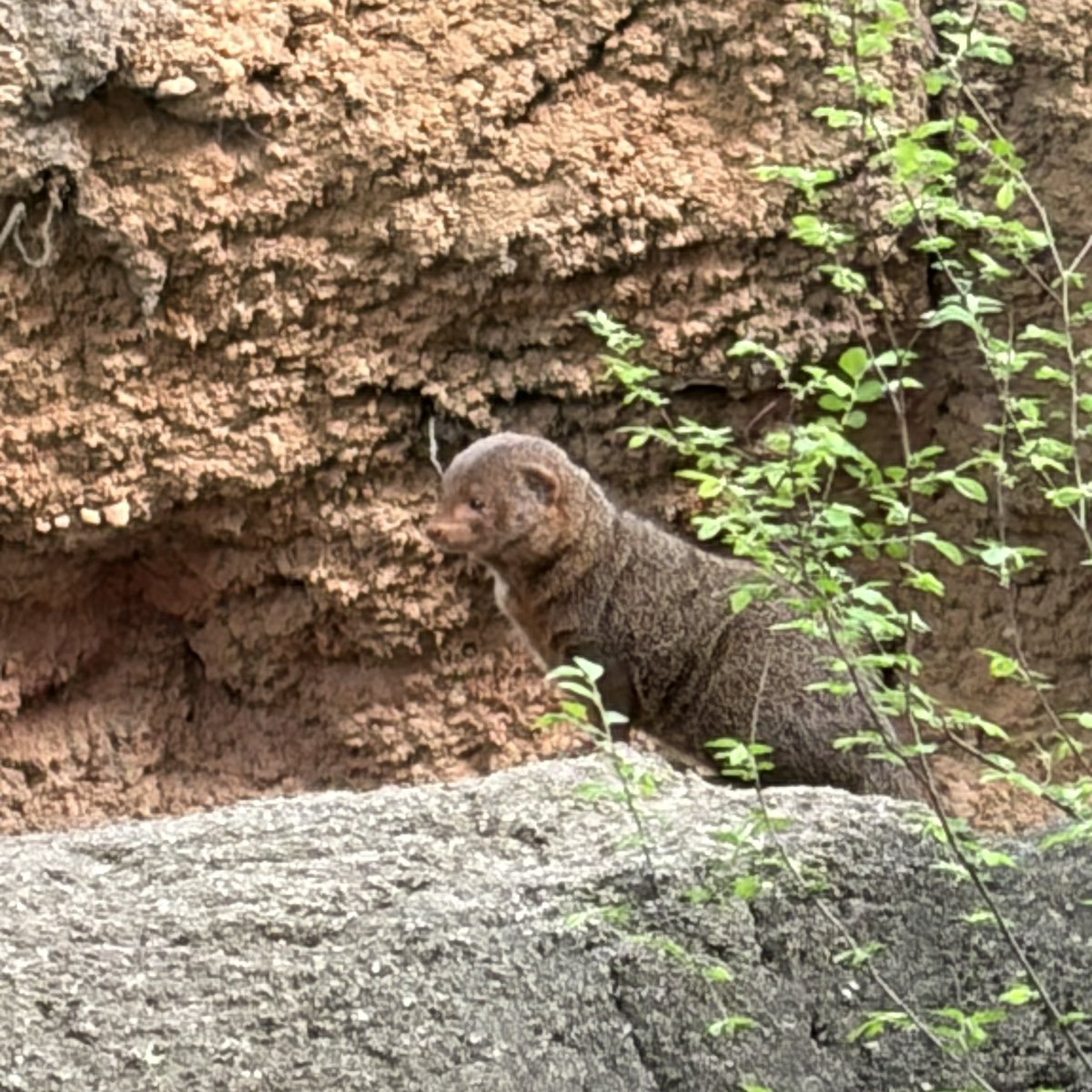 tksm566's tweet photo. #天王寺動物園 #マングース #動物好きな人と繋がりたい 
ちょこんと座っているのめちゃかわ.*。⭐︎彡 https://t.co/Masl0nedDK