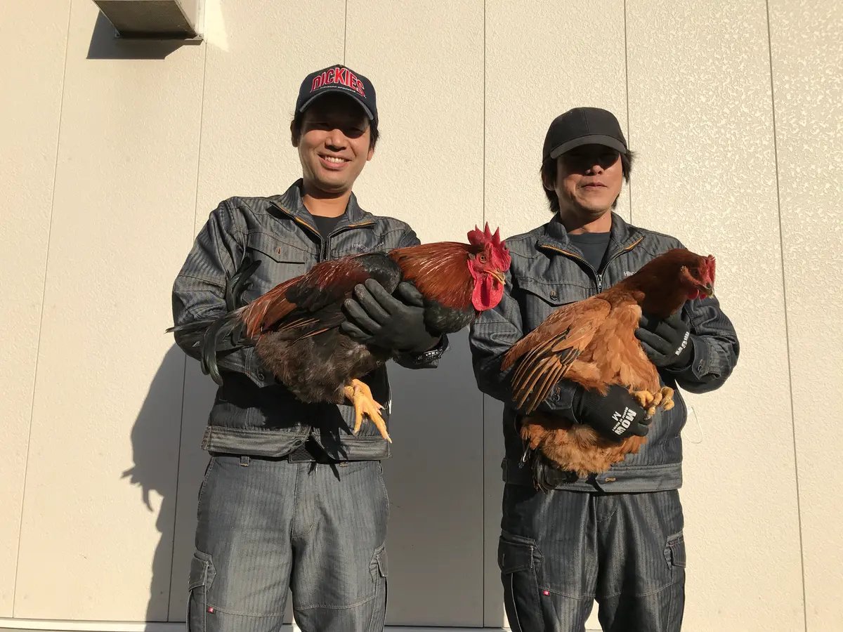 shokuma_com's tweet photo. SHOKŪMA（ショクーマ）で出会った   
熊本県天草市の #船田工務店 （日の出農場）さん。            

最高級の鶏肉「#天草大王」ご存じですか？  

天草大王は、熊本県内の指定農場でのみ飼育することができる国内最大級の地鶏です。昭和初期に一度絶滅したデリケートな天草大王を、船田工務店では緻密な管理技術で一羽一羽大切に育て上げています。