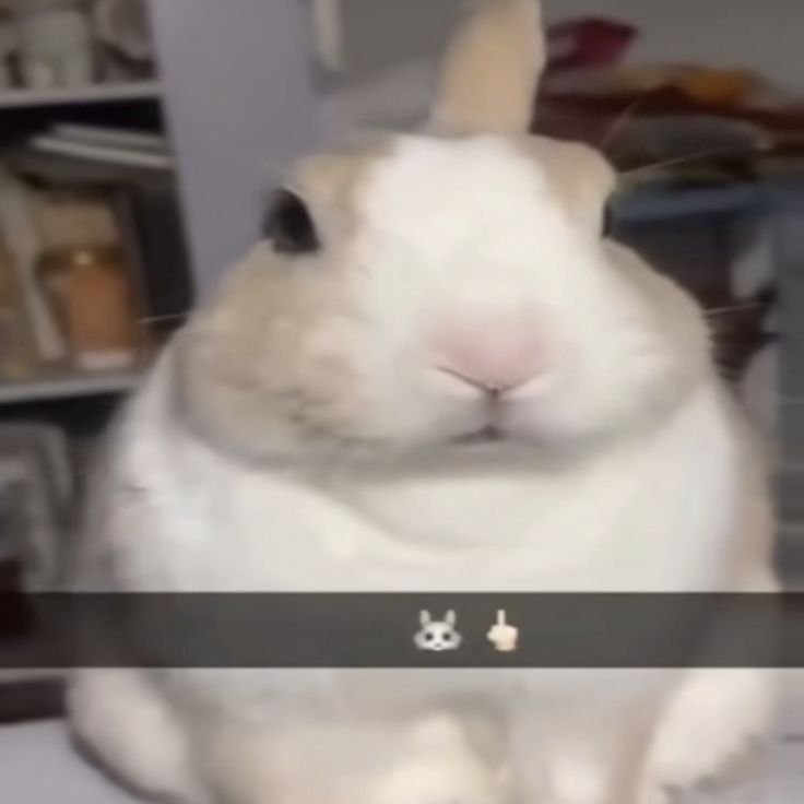 StarCrown_MT's tweet photo. #bunny #animal #meme https://t.co/07dYRhg8G9