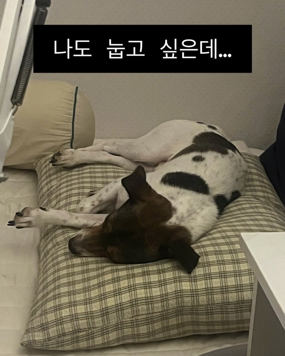 Daeng_issue's tweet photo. [입양 홍보] #댕잇슈_오오

푹신한 곳 감별사 오오입니다.

베개, 이불, 쿠션…
일단 폭신하면 내 자리예요.

평생 오오 전용 방석과 베개를 무한 제공해주실 가족을 찾습니다!

3살 추정 / 남아 / 중성화 O / 7kg

https://t.co/hLjNoYaKTV https://t.co/MYGmvSnGkL