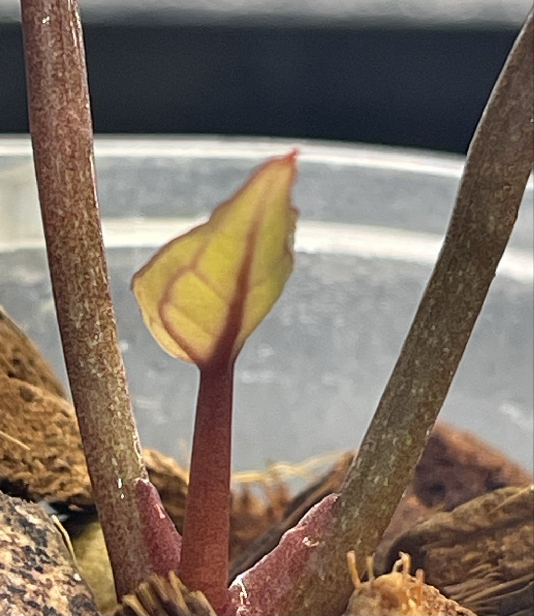 92612IRVINE's tweet photo. #アンスリウム
#Anthurium
#A.SKG Pink Lemonade
         x https://t.co/Tw96t7BvcQ Michelle
#SKGピンクレモネード
　　ｘザラミシェル
小さくても、
ピンクレモネード🥰から。 https://t.co/NflRqlpuxK