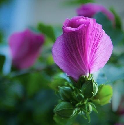 PetaliDiPoesia2's tweet photo. .            𓏸𓈒𓐍 𓏸 𓈒🩷𓈒 𓏸 𓐍𓈒𓏸    
     “In the silence of dawn,
     a light breath opens,
     like a petal kissing
     the wind. Here, within
     this moment, everything
     is already perfect”
🍃_________________________🍃
           ℋ𝒶𝓅𝓅𝓎 𝒯𝒽𝓊𝓇𝓈𝒹𝒶𝓎 https://t.co/9m10Q4khqq