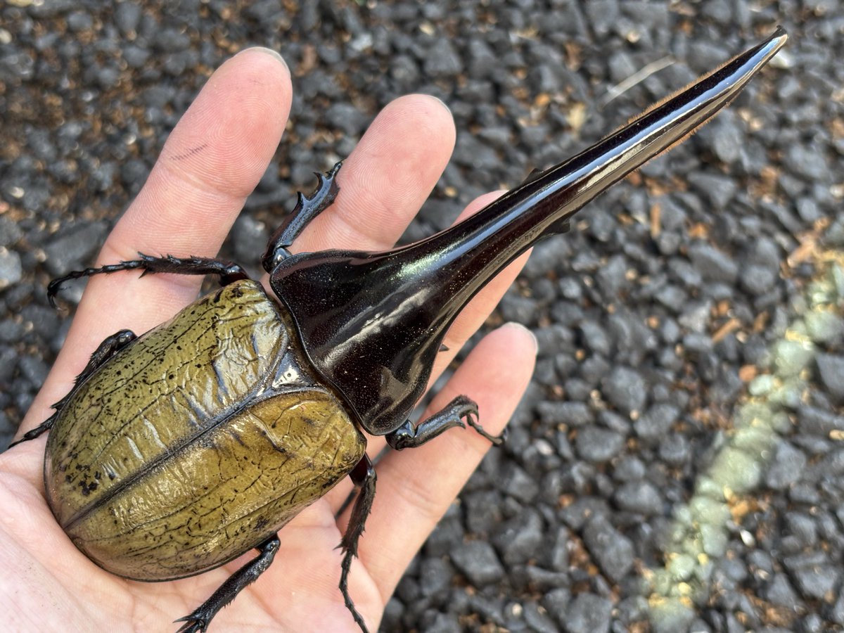 Lucanus_7's tweet photo. インセクトディスカバリー　大阪

連日オスだけは問い合わせ多く在庫少ない中なんとか低レベル込みのマシな個体を10頭程ご用意できました💦
お安い価格帯も多くなりそうです。

メスの準備はコレからですが、メスも10頭程選んで持っていきます。

MORIブースで宜しくお願い致します。 https://t.co/dZISs0hMAk