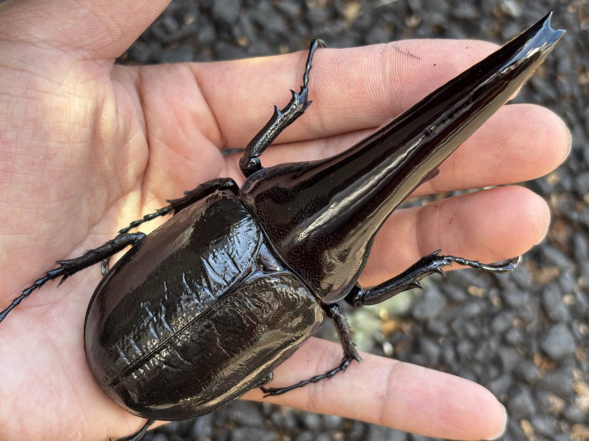 Lucanus_7's tweet photo. インセクトディスカバリー　大阪

連日オスだけは問い合わせ多く在庫少ない中なんとか低レベル込みのマシな個体を10頭程ご用意できました💦
お安い価格帯も多くなりそうです。

メスの準備はコレからですが、メスも10頭程選んで持っていきます。

MORIブースで宜しくお願い致します。 https://t.co/dZISs0hMAk