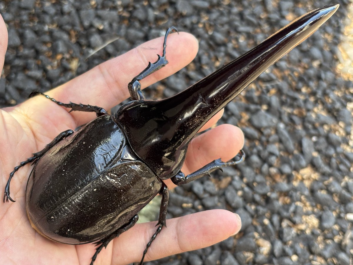 Lucanus_7's tweet photo. インセクトディスカバリー　大阪

連日オスだけは問い合わせ多く在庫少ない中なんとか低レベル込みのマシな個体を10頭程ご用意できました💦
お安い価格帯も多くなりそうです。

メスの準備はコレからですが、メスも10頭程選んで持っていきます。

MORIブースで宜しくお願い致します。 https://t.co/dZISs0hMAk