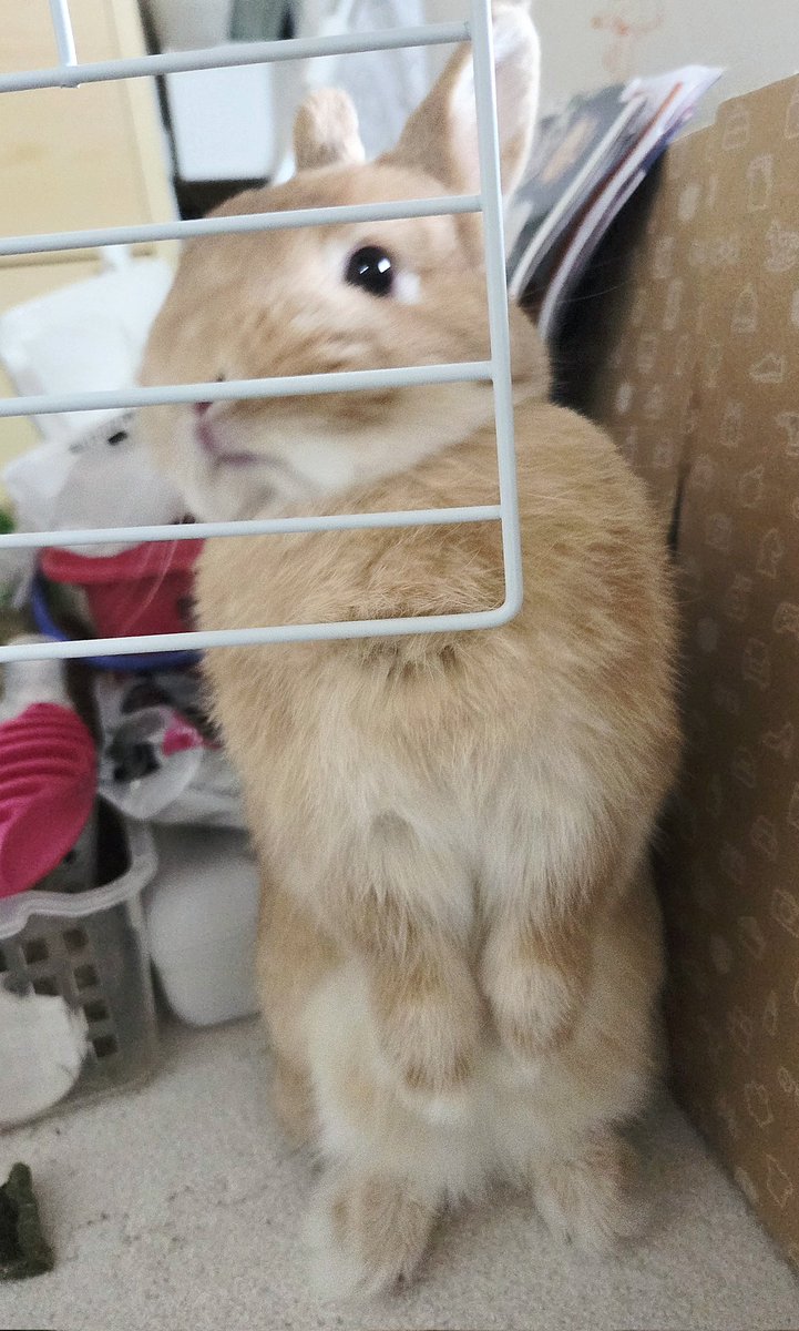 うさぎのココ tweet media