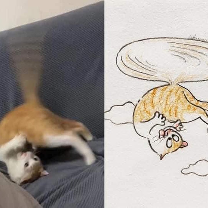 PunchingCat's tweet photo. https://t.co/7vMCRrCeTA