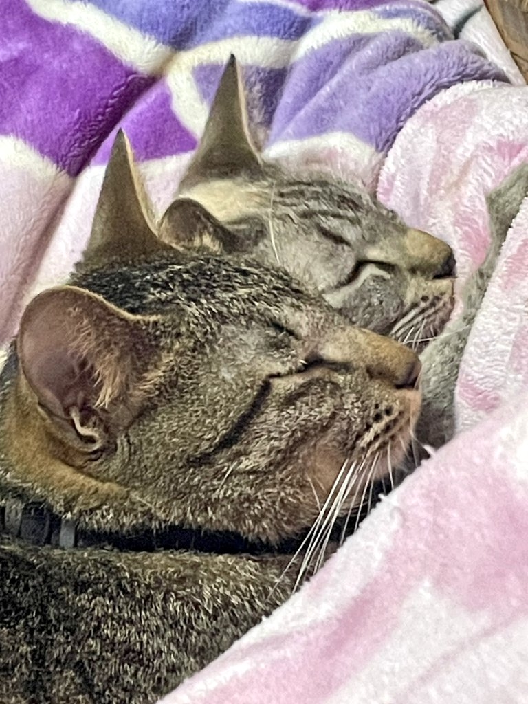 ねここ🐾♡^ↀᴥↀ^♡ (@necoco__na) / Posts / X