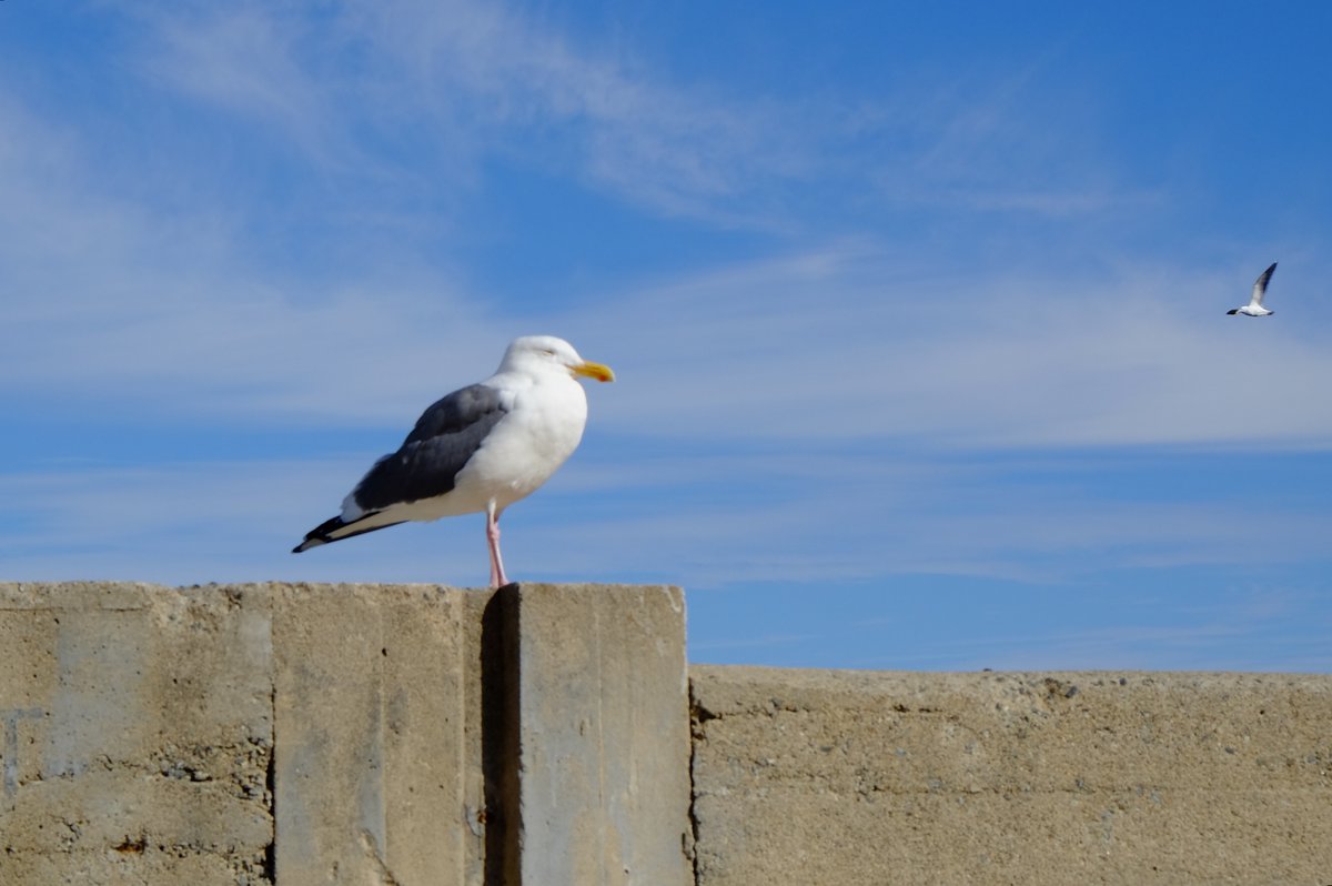 KlickTale's tweet photo. One holds the post, the other rides the wind 🐦
Just a couple of gulls and a whole lot of open sky.

#seagull #birdphotography #coastalvibes #wildlifephotography #naturephotography #birdsofinstagram #bluesky https://t.co/cfeLuB1C4O