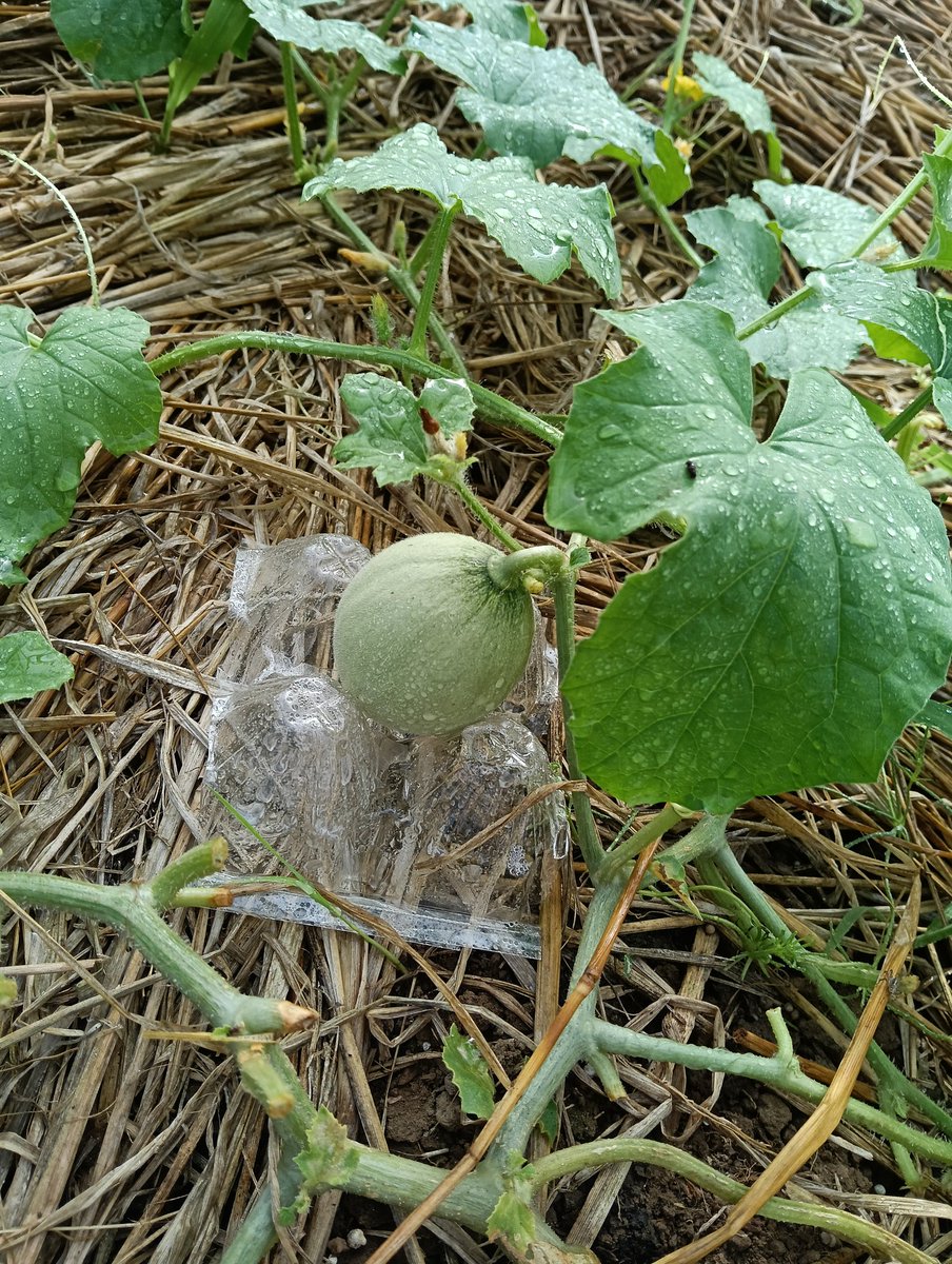 setananoyome's tweet photo. ＼こんにちわ／

どんどん野菜たちも身をつけてきて可愛くなってきました😇
毎日大きくなってるのが
楽しみでしょうがない😇
落花生の花も可愛い💛 https://t.co/c9bBkQMfJ3